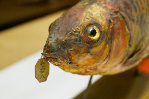 Foto zum Thema "Arbeiten im Museum": Zu sehen ist das Präparat eines Kois. 