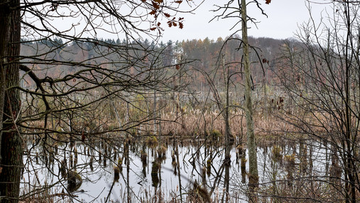 Forstwirtschaft und Klimawandel - Lieper Posse Foto zum Thema Forstwirtschaft und Klimawandel: Zu sehen ist das Hochmoor Lieper Posse, das erfolgreich renaturiert wurde.