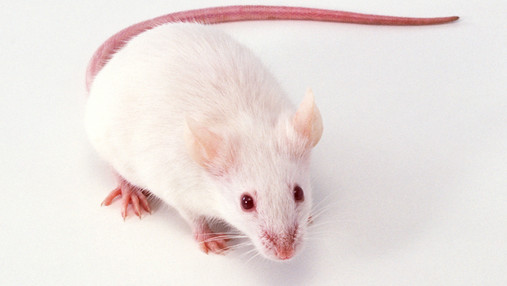Lustige Polizeieinsätze - weiße Maus Foto zum Thema lustige Polizeieinsätze: Zu sehen ist weiße Maus, die Teil einer Anekdote ist.